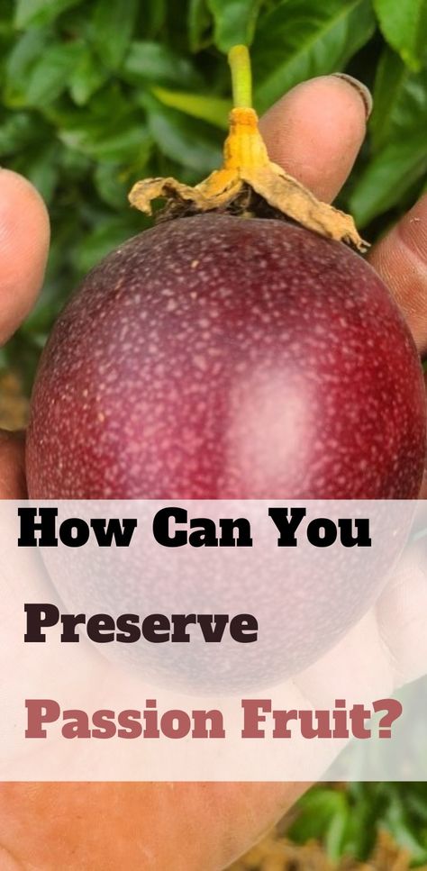 Fruit How To Preserve Passion Fruit, Fresh Passion Fruit Recipes, Passion Fruit Jam, Passion Fruit Recipes, Fresh Lemon Recipes, Freezer Jams, Fermenting Recipes, Passion Fruit Plant, Passion Fruit Curd