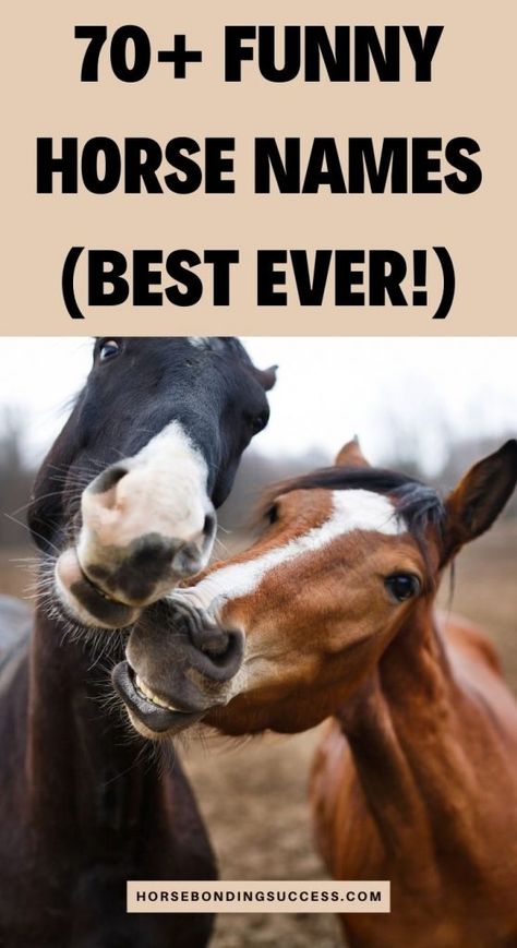 Good Horse Names, Horse Names Ideas, Cute Horse Names, Female Horse Names, Funny Horse Quotes, Horse Bonding, Horse Show Names, Cute Horse Quotes, Funny Horse Names