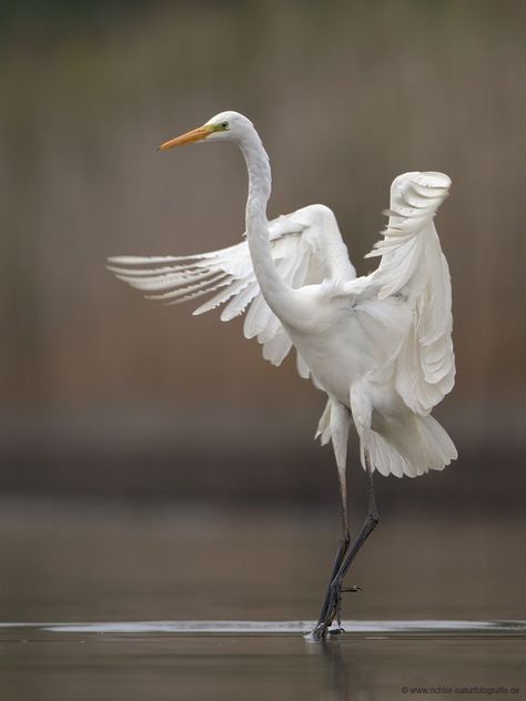 Heron Art, Great Egret, White Crane, White Egret, Prima Ballerina, White Iris, Herons, Airbrush Art, Exotic Birds