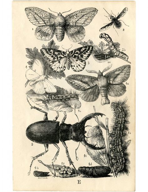 Natural History Insects Printable! - The Graphics Fairy Vintage Floral Tattoos, Butterfly Nature, Science Illustration, Illustration Botanique, Graphics Fairy, Vintage Drawing, Insect Art, Nature Drawing, Butterfly Wall Art