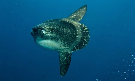 Have you heard about a giant #fish with no tail?  The #OceanSunfish, or the #MolaMola is one of the heaviest and weirdest-looking fish in the #ocean.  Although an #endangeredspecies, a few can be spotted here in the #Philippines!  So this week, with photos and videos, get to know the Mola Mola 🐠 Scuba Diving Bali, Ocean Sunfish, Sun Fish, Mola Mola, Weird Fish, Whale Art, Underwater Creatures, Rare Animals, Marine Mammals