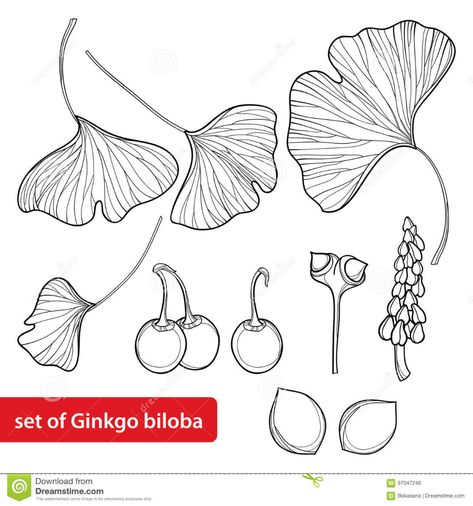 El Vector Fijó Con El árbol Del Biloba Del Gingko O Del Ginkgo Del Esquema Hoja, Fruta Y Flor Aisladas En El Fondo Blanco Ilustración del Vector - Ilustración de adornado, hierbas: 97047248 Acorn Drawing, Ginkgo Biloba Tree, Jewelry Template, Leaf Outline, Abc Coloring Pages, Packaging Design Trends, Flower Line Drawings, Abc Coloring, Creative Infographic