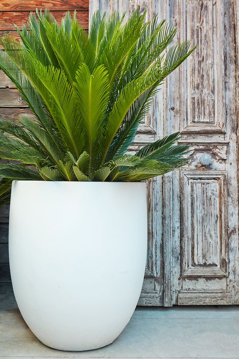 White Flower Pots Outdoor, White Planters Outdoor, White Planters Indoor, White Plant Pots, Bungalow Backyard, Oversized Planters, Planters Ideas, Coastal Garden, Flora Grubb