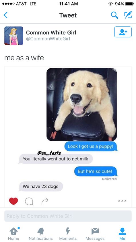 Me as a wife Me As A Wife, Funny Dog Memes, Blue Heeler, Funny Animal Memes, Funny Text Messages, Dog Memes, Animal Memes, Cute Funny Animals, Border Collie