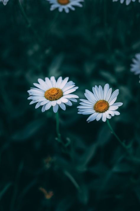 Daisy Summer Flower professionally printed on photo paper or metal. For other size options feel free to reach out. Frame not included Beautiful Plants Photography, Aesthetic Plant Photos, Flower Identification, Beautiful Flowers Photos, Plant Photography, Pretty Landscapes, Flower Photography, Pretty Photos, Single Flower