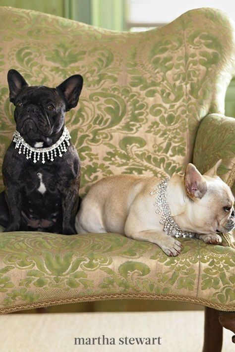 For the most pampered pup, these sparkling necklaces are simple to make with grosgrain ribbon and dangling rhinestone trim for glam dog photoshoots or family portraits. #marthastewart #pets #diypets #petbeds #petfurniture #diyprojects Dog Jewelry For Dogs, Diy Bling Dog Collar, Diy Dog Collar Tutorial, Dog Necklace Collar Diy, Diy Dog Jewelry, Diy Dog Necklace, Jewelry For Dogs, Dog Necklace Collar, Handmade Dog Accessories