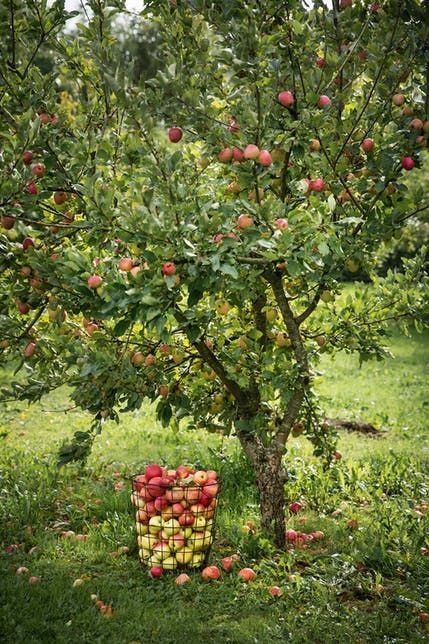 Apple Garden, Fruit Tree Garden, Orchard Garden, Tree Of Life Tattoo, Fruit Tree, Apple Orchard, Fruit Garden, Farm Gardens, Apple Tree