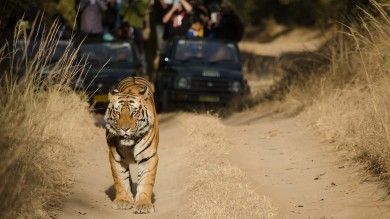 Top 11 Places to Visit in Rajasthan | Bookmundi Jim Corbett National Park, Delhi Travel, India Trip, Forest Department, Best Weekend Getaways, Wildlife Reserve, Safari Tour, India Tour, Wildlife Sanctuary