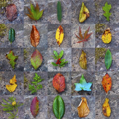 Leaf Typology. Photo by Ann Claire Gunn. Typology Photography, Flipbook Ideas, Photo Series Ideas, Eco Therapy, Sequence Photography, Teaching Photography, Photography Pattern, Narrative Photography, A Level Photography