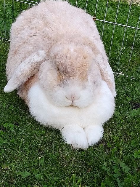 Bunny Loafs Around Outside While She Still Can — The Daily Bunny Bunny Loaf, Bunny Care Tips, Funny Bunny Videos, Daily Bunny, Bunny Care, Funny Bunnies, The Phantom, Cute Photos, The Outsiders