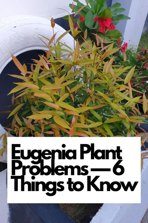 Discover the secrets to solving Eugenia plant problems with our comprehensive guide! Unravel the 6 essential things to know to keep your Eugenia thriving. Dive into descriptive details about common issues such as yellow leaves, pests, diseases, wilting, nutrient deficiencies, and pruning mistakes. Learn how to identify the specific symptoms and take proactive measures to ensure a healthy and beautiful Eugenia plant. IG Photo by: emmysflowerstz Eugenia Plant, Eugenia Topiary, Plant Problems, Nutrient Deficiency, White Picket Fence, Plant Diseases, Topiaries, Yellow Leaves, Front Garden