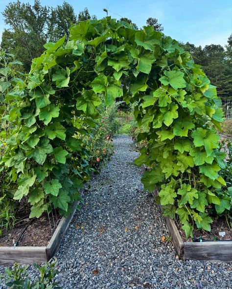 Luffa gourd is looking fine 😍💚😉 #luffa #luffagourd #archedtrellis #archedcattlepanel #cattlepaneltrellis #garden #vegtablegarden #homegarden #raisedbedgarden Tunnel Garden, Luffa Gourd, Cattle Panel Trellis, Vegtable Garden, Raised Garden Beds, Gourds, Arch, Home And Garden, Quick Saves