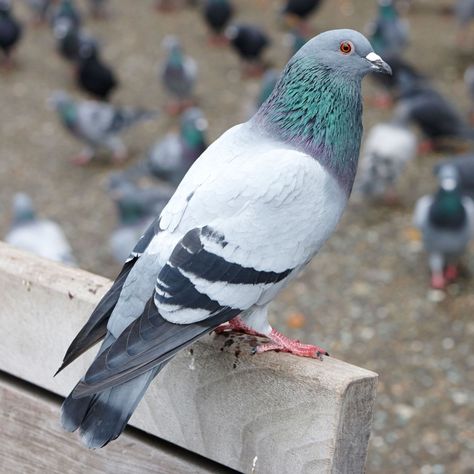 Pet Pigeon, Cute Pigeon, Pigeon Pictures, Pigeon Breeds, Racing Pigeons, Birds Wallpaper, Pigeon Bird, Pigeon Pose, Bird Wallpaper