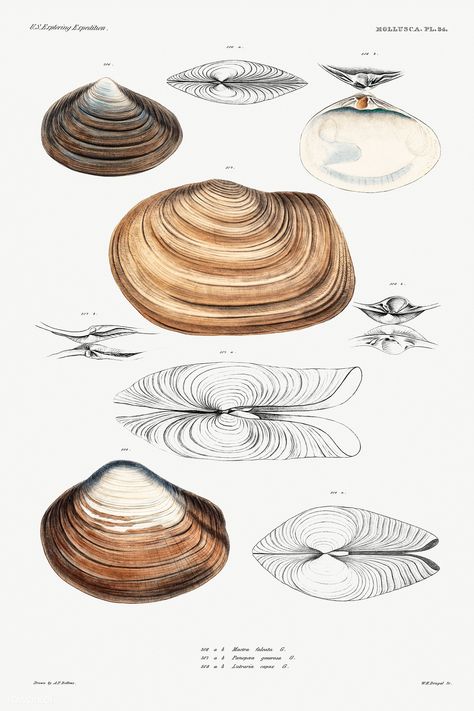 Shell Architecture, Organic Architecture Concept, Shell Furniture, Shell Illustration, Biomimicry Architecture, Form Architecture, Shell Structure, Clam Shells, Superflat