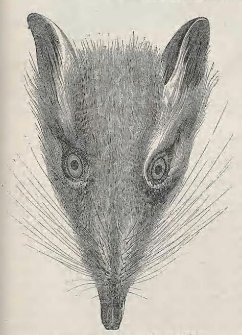 Head of the four-toed elephant shrew. Illustrated natural history of the animal kingdom. 1859. Rat Head, Elephant Shrew, Books Inspiration, Wellcome Collection, Animal Reference, Art Theory, Black And White Lines, Scientific Illustration, Tattoo Inspo