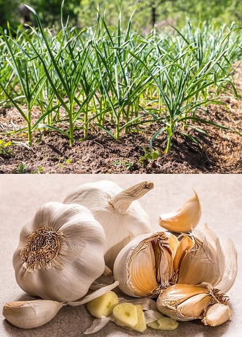 Planting and Growing Guide for Garlic (Allium sativum) Garlic Growing, Vegetable Planting Guide, Allium Sativum, Design Garden Ideas, Grow Garlic, Growing Garlic, Plant Help, Vegetable Side, Harvest Time