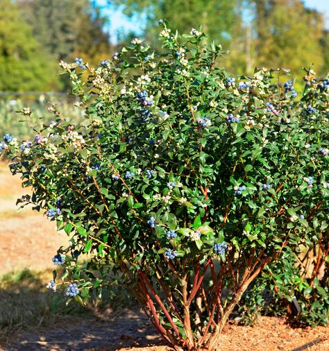 (Vaccinium corymbosum x Perpetua) Self-pollinating Perpetua sets fruit twice in the same year. A wave of bell-shaped white flowers appearing in April is followed by the sweet berries, and the cycle recurs in late June. The foliage turns a deep purplish red in the fall, before any of that season's new wood goes bright yellow and red in winter. Grows up to 5 feet high and wide in Zones 4–8. Blueberry Varieties, Blueberry Bush, Front Yard Plants, Raspberry Plants, Fruit Bushes, Garden Inspo, Berry Bushes, Blueberry Bushes, Organic Farm