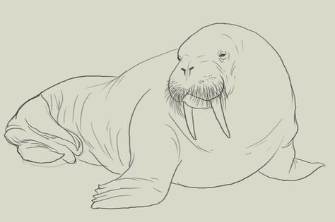 Walrus Tattoo, Walrus Clipart, Walrus Tattoo Cute, Walrus Drawing, Walrus Sketch, Walrus Art, Walrus Watercolor, Walrus Painting, I Am The Walrus