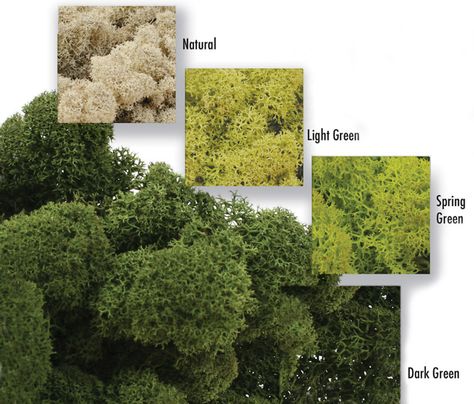 DIY Living Wall - Quick, Easy & Very Low Maintenance — Edible Walls Living Wall Diy, Green Wall Plants, Moss Graffiti, Moss Plant, Reindeer Moss, Moss Wall Art, Moss Art, Indoor Gardens, Moss Wall