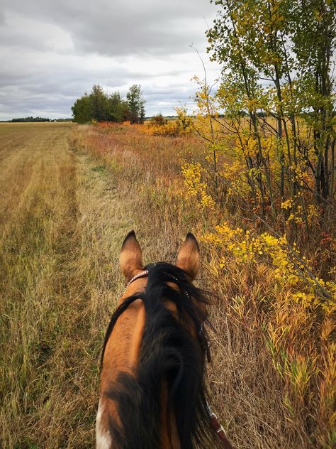 Nature, Horsey Life, Cute Horse Pictures, Horse Aesthetic, Animals Tattoos, Ranch Life, Travel Architecture, Cute Horses, Education Humor