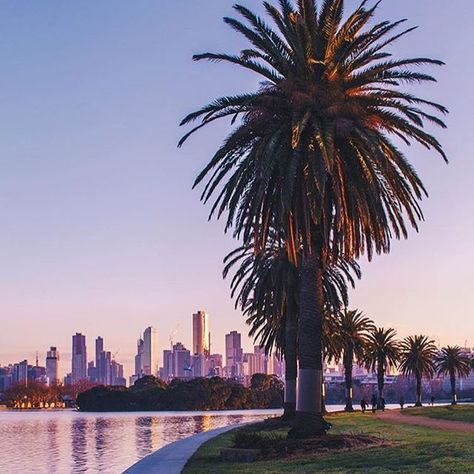 There's nothing like a lap of Albert Park lake to make you feel alive. Just ask @danielricciardo as he races around it at the @ausgp - or one of the thousands of walkers and joggers that make it a part of their daily exercise routine. Photo by @australove #visitmelbourne #visitvictoria #melbourne Albert Park Melbourne, Daily Exercise Routine, Melbourne Skyline, Melbourne Apartment, Visit Melbourne, Darkest Hour, Albert Park, Daily Exercise, Exercise Routine