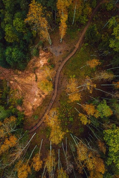 Forest Birds Eye View, Forest Perspective, Forest From Above, Birdseye View, Worms Eye View, Dense Forest, Art Challenges, Dream Painting, Forest View