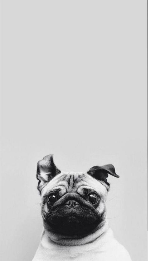 Wallpaper Iphone7 Plus, Wallpaper Pug, Hipster Phone Wallpaper, Anjing Pug, Pug Wallpaper, Dog Wallpaper Iphone, Dog Phone, Cutest Animals, Pug Puppies