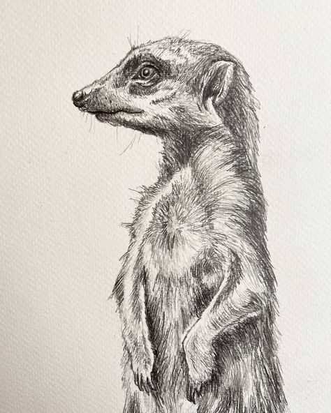 Wild Animals Drawing Sketch, Meerkat Sketch, Animal Art Drawing Sketches, Meerkat Drawing, Animal Art Drawing, Animal Sketches Easy, Wild Animals Drawing, Monkey Drawing, Easy Animal Drawings