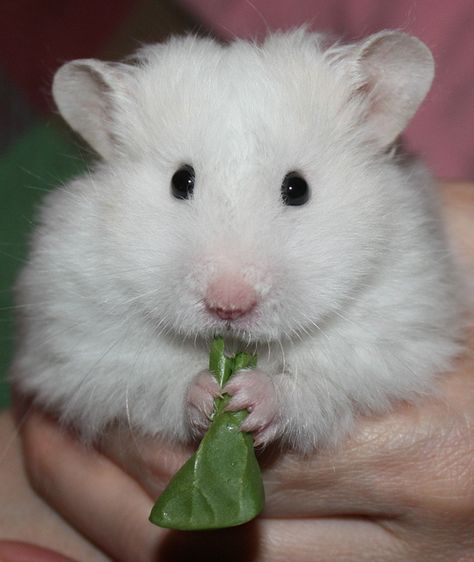 Gorgeous little white hammy xx White Mouse Cute, Hamster Pictures, Hamsters As Pets, Mouse Cute, Hamster Treats, White Mouse, Syrian Hamster, Gerbil, Cute Hamsters