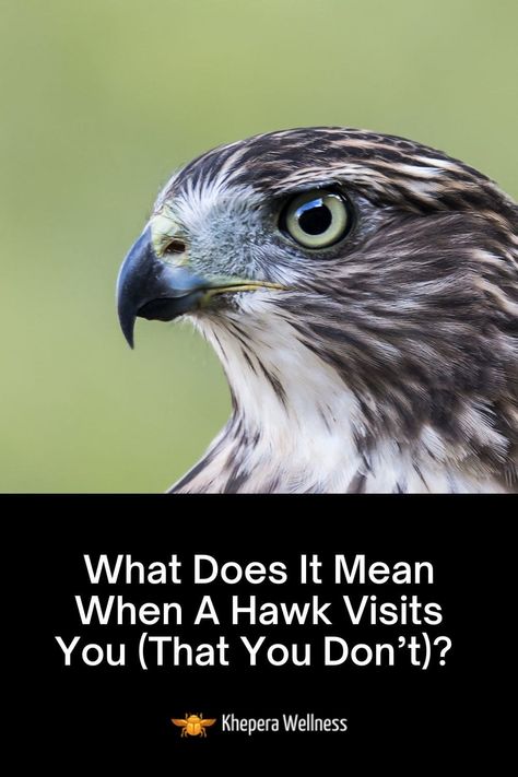 Hawk Symbolism Meaning, Hawk Meaning Spirit Animal, Hawk Spirit Animal Meaning, Birds Symbolism, Hawk Meaning, Hawk Symbolism, Hawk Spirit Animal, Spirit Animal Meaning, Totem Animals