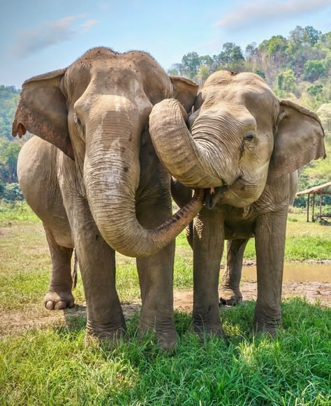 🐘 #AsianElephants 🐘 A close-up view of two Asiatic elephants touching each other with their trunks in rural northern Thailand. Are you interested in elephant sanctuaries or learning about the behavior of these majestic creatures? Phuket Elephant Sanctuary, Thailand Elephant Sanctuary, Adventure Vision Board, Elephant Sanctuary Thailand, Elephant Thailand, Asiatic Elephant, Bday Celebration, Thailand Elephants, Elephant Sanctuary