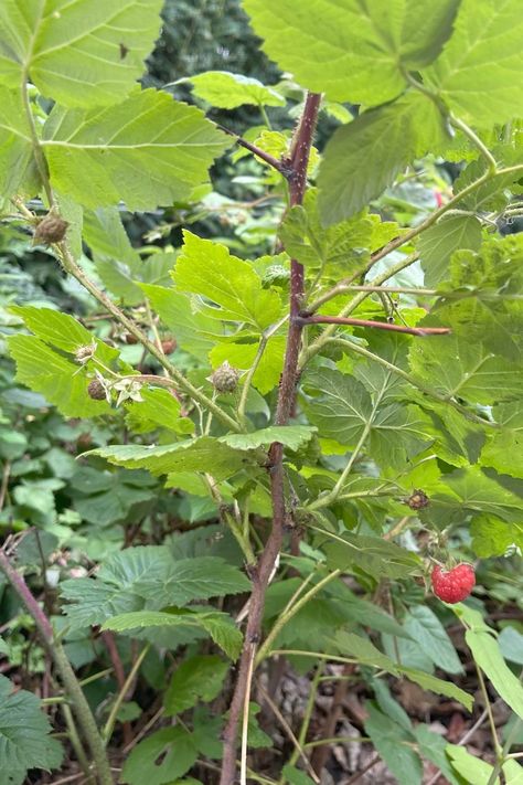 Pruning Raspberries, Tomato Suckers, Raspberry Canes, Raspberry Plants, Canadian Prairies, Growing Basil, Raspberry Fruit, Rose Family, Pollinator Garden