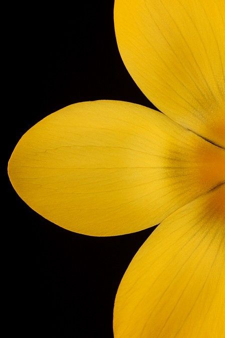 My World of Colours Rose Petals Aesthetic, Petals Aesthetic, Yellow Rose Petals, Yellow Aesthetic, Happy Colors, Mellow Yellow, World Of Color, Shades Of Yellow, Macro Photography