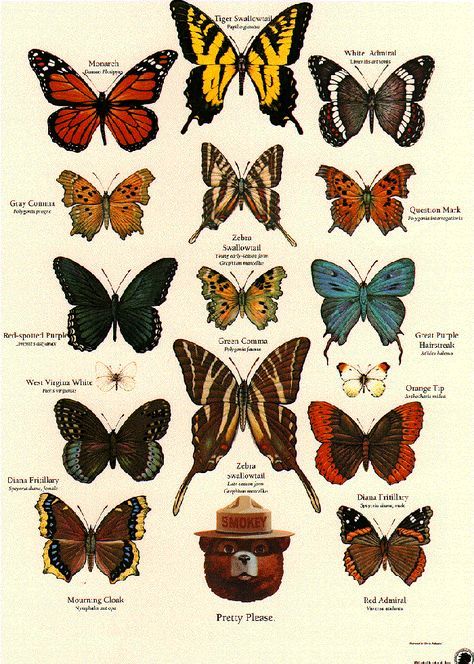 Butterfly identification poster from the U.S. Forestry Service . Insect activity, Apologia Flying Creatures, #homeschool http://shop.apologia.com/63-zoology-1 Butterfly Identification Chart, Butterfly Chart Aesthetic, Zoology Wallpaper, Zoology Aesthetic, Butterfly With Eyes, Butterfly Tattoo Color, Wildfire Prevention, Insect Activity, Butterfly Chart