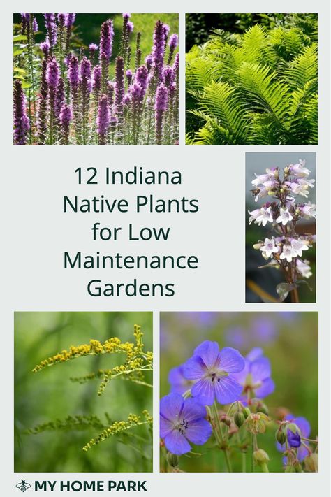 Indiana Perennials, Indiana Flower Bed Ideas, Native Illinois Landscaping, Indiana Wildflowers, Native Indiana Perennials, Native Indiana Landscaping, Indiana Gardening, Indiana Native Plants, Indiana Native Garden