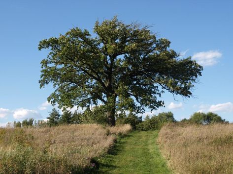 Bur oak | The Morton Arboretum Burr Oak, Morton Arboretum, Children's Garden, Forest Road, Oak Trees, Green Door, Crab Apple, Oak Tree, Flowering Trees