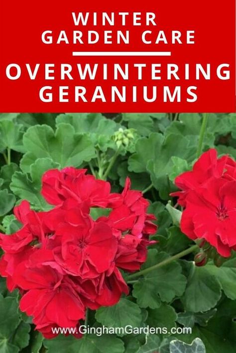 Wintering Geraniums, Geraniums Over Winter, Geraniums Indoors, Overwintering Geraniums, Homesteading Garden, Winter Landscaping, Geranium Care, Planting Plants, Rustic Outdoor Decor