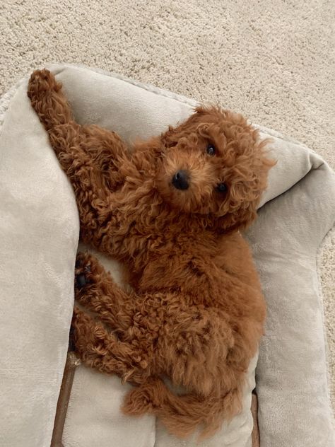 Brown Mini Goldendoodle, Mini Goldendoodle Full Grown, Micro Mini Goldendoodle, Goldendoodle Full Grown, Micro Goldendoodle, Red Goldendoodle, Poddle, Ray Ray, Cute Ginger