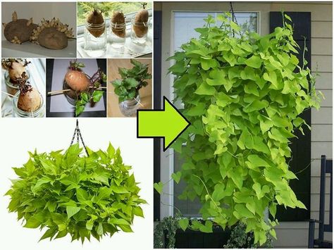 Sweet potatoe hanging baskets. I just can not believe it. I am going to try this for sure. Sweet Potato Plant, Growing Sweet Potatoes, Koti Diy, Sweet Potato Vine, Potato Vines, Plants Growing, Garden Vines, Design Boards, Growing Potatoes