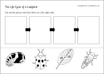 Life cycle of a ladybird/ladybug cut and stick (SB9618) - SparkleBox Life Cycle Of An Oak Tree, Oak Tree Life Cycle Preschool, Acorn Life Cycle, Duck Life Cycle, Den Zeme, Curriculum Themes, Tree Life Cycle, Science Life Cycles, Benchmark Advance