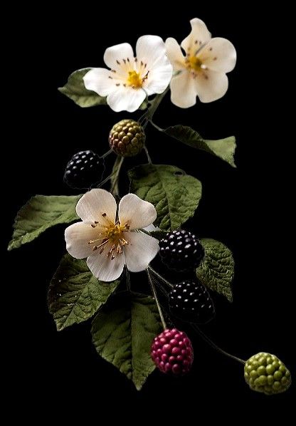 Blackberry Art, Black Berries Aesthetic, Blackberry Branch Drawing, Blackberry Flower, Blackberry Blossom, Blackberry Plant, Flowering Blackberry, Blackberry Vine, Blackberry Tattoo