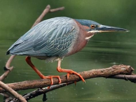 Merlin Bird, Heron Photo, Green Heron, Bird Identification, Cat Pose, Iridescent Green, Big Bird, Wild Birds, Bird Species