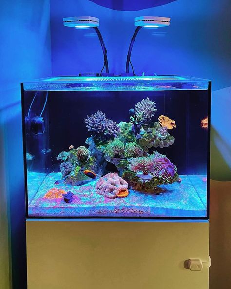 Reef Tank Ideas, Clownfish Tank, Reef Aquascaping, Reef Tank Aquascaping, Nano Reef Tank, Marine Fish Tanks, Fish Tank Themes, Saltwater Aquarium Fish, Marine Tank