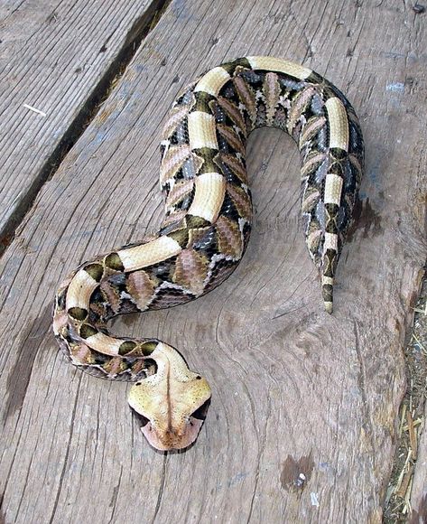 Gaboon Viper, Viper Snake, Poisonous Snakes, Pretty Snakes, Colorful Snakes, Rabbit Cages, Cute Reptiles, Beautiful Snakes, Snake Venom