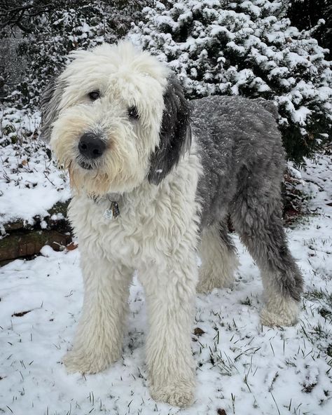 Shaggy Dog Diary (@shaggy_dog_diary) • Instagram photos and videos Shaggy Dog, The Shaggy Dog, Big Shaggy Dogs, J Press Shaggy Dog, Big Fluffy Dog Aesthetic, Shaggy Dog Sweater, English Sheepdog, Dog Id, White Dogs