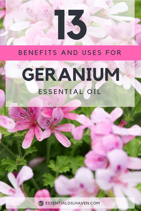 How to Use Geranium Essential Oil. #essentialoilhaven #essentialoils #aromatherapy #geranium Essential Oils For Colds, Essential Oils For Pain, Oils For Sleep, Essential Oils Guide, Essential Oils For Sleep, Pelargonium Graveolens, Geranium Oil, Essential Oil Benefits, Geranium Essential Oil