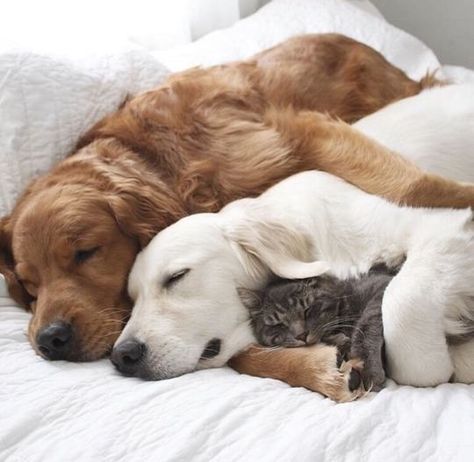 ~ Best Friends that love to nap - Meet Watson,Kiko and Harry (cat).They’re the best of friends with one overwhelming shared passion: napping. ~ Golden Retrievers, Cele Mai Drăguțe Animale, 골든 리트리버, Psy I Szczenięta, Animals Friendship, Sweet Animals, 귀여운 동물, Rottweiler, Animals Friends