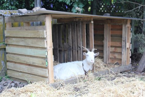 Goat Housing PALLETS | Lolly lazing in her new shelter- I hope she likes it? Goat Birthing Pen, Goat Housing, Goat Keeping, Goat Playground, Goat Shed, Livestock Shelter, Goat Shelter, Goat Pen, Goat House