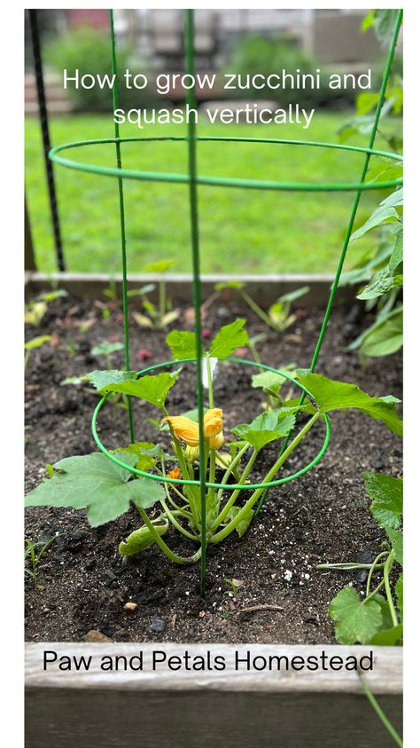 Is your zucchini and squash plants taking over your garden? Do you want to grow zucchini and squash, but your think you don't have enough room? This new way of growing will definitely help you. Zucchini Plants Gardening, How To Grow Zucchini, Grow Zucchini, Zucchini And Squash, Growing Zucchini, Zucchini Plants, Squash Plant, Squash Varieties, Planting Pumpkins