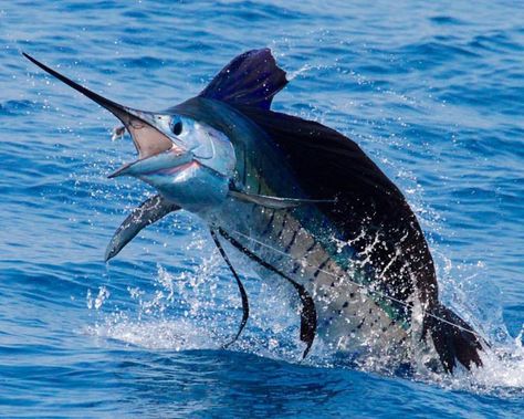 Marlin jumping outta the water & saying, "Whaaaaa??" White Marlin, Marlin Fishing, Giant Fish, Big Game Fishing, Salt Water Fishing, Blue Marlin, Offshore Fishing, Fishing Techniques, Deep Sea Fishing